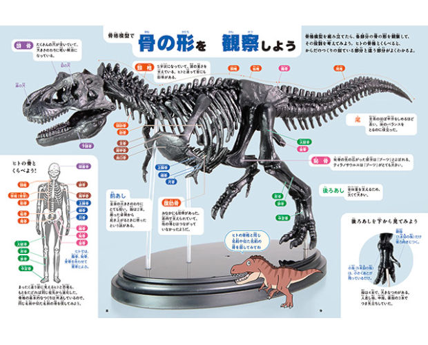 ティラノサウルス 1/35 骨格模型キット＆本物の大きさ特大ポスター